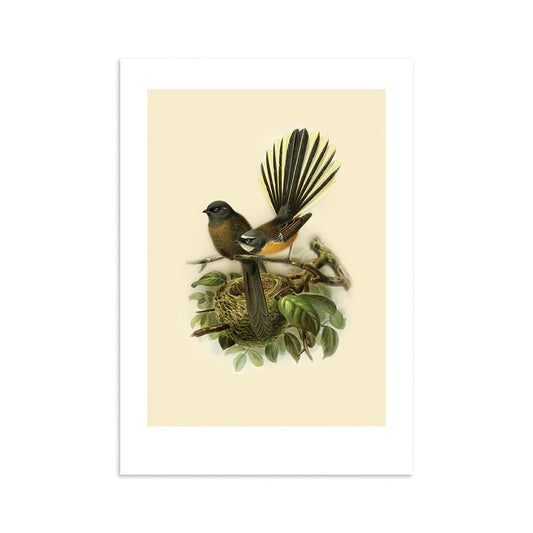 Fantail Bullers Bird A4