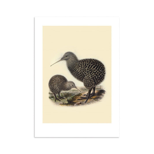 Kiwi Bullers Bird A4