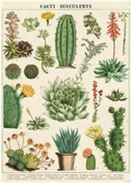 Poster or Gift Wrap - Succulents