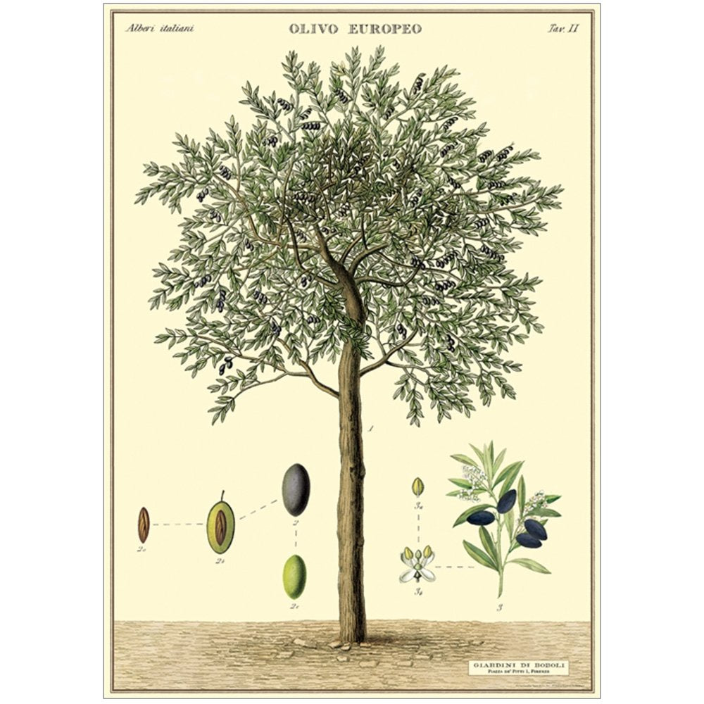 Poster or Gift Wrap - Olive Tree