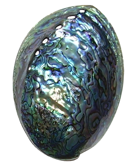 NZ Paua Shell Polished & Sealed