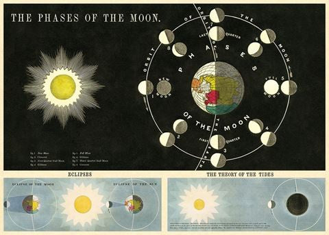 Poster or Gift Wrap - Phases of the Moon