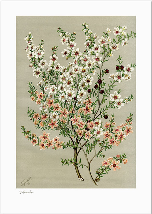 A3 Vintage Botanical Manuka Flower