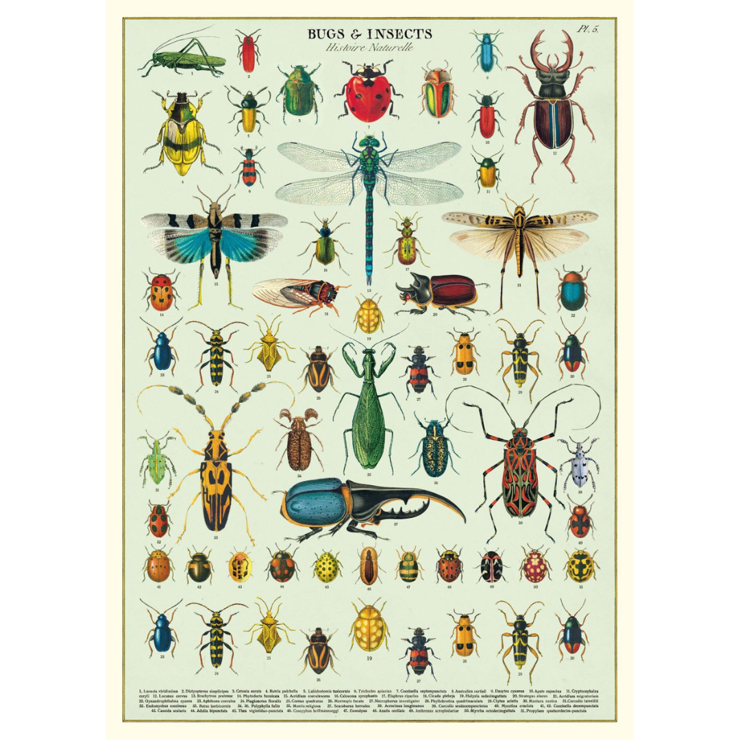 Cavallini Poster or Gift Wrap  Bugs & Insects