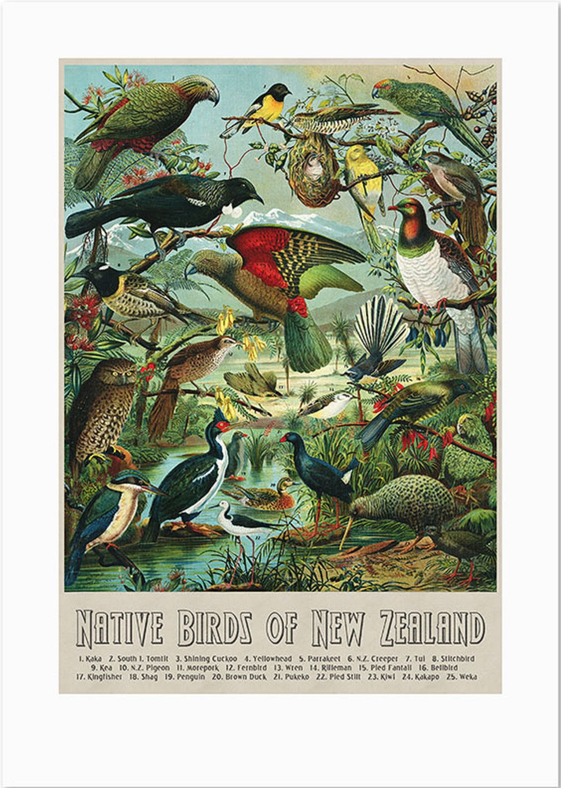 A3 Native Birds of NZ Print