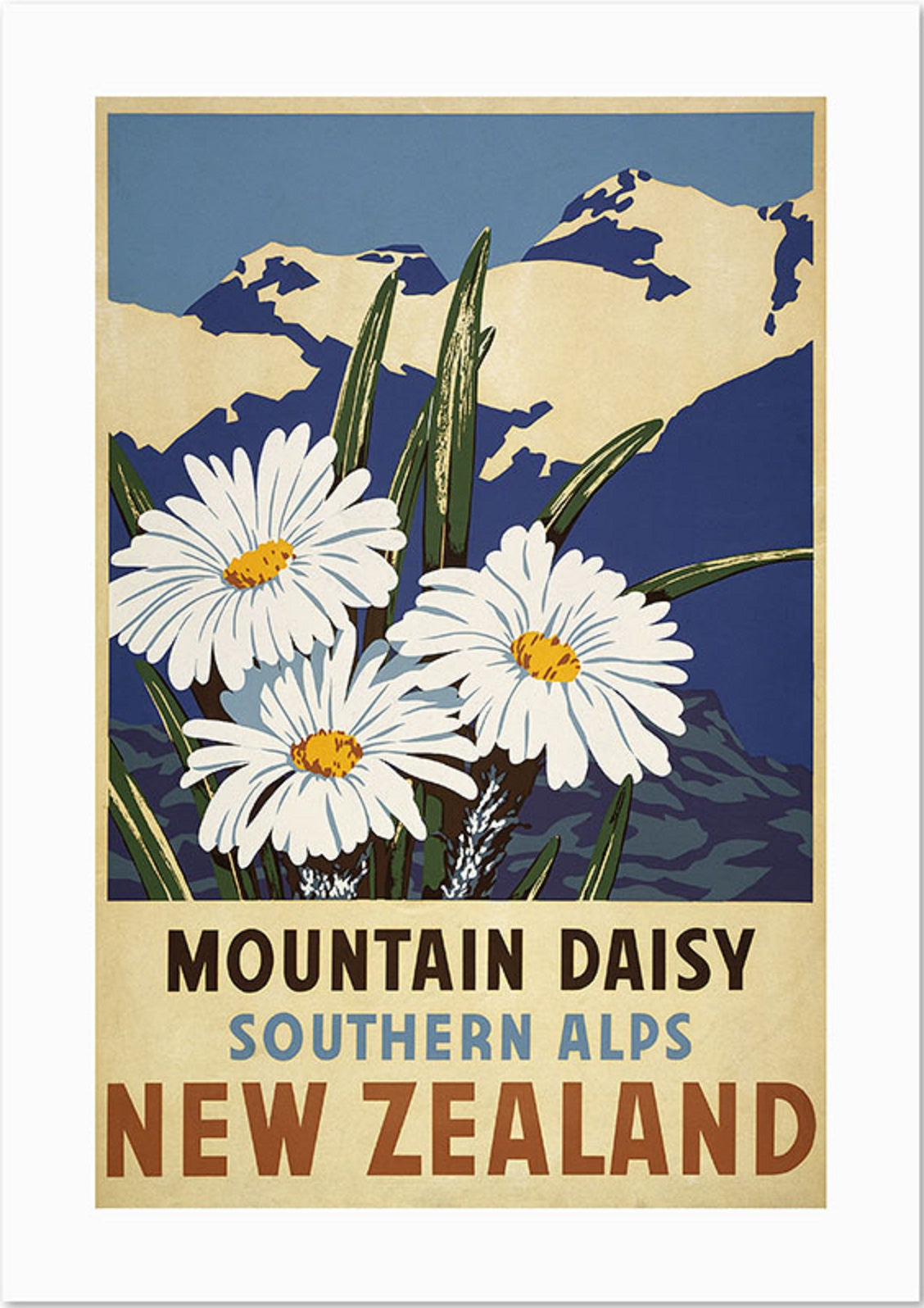 1930s A3 Print Mountain Daisy Southern Alps