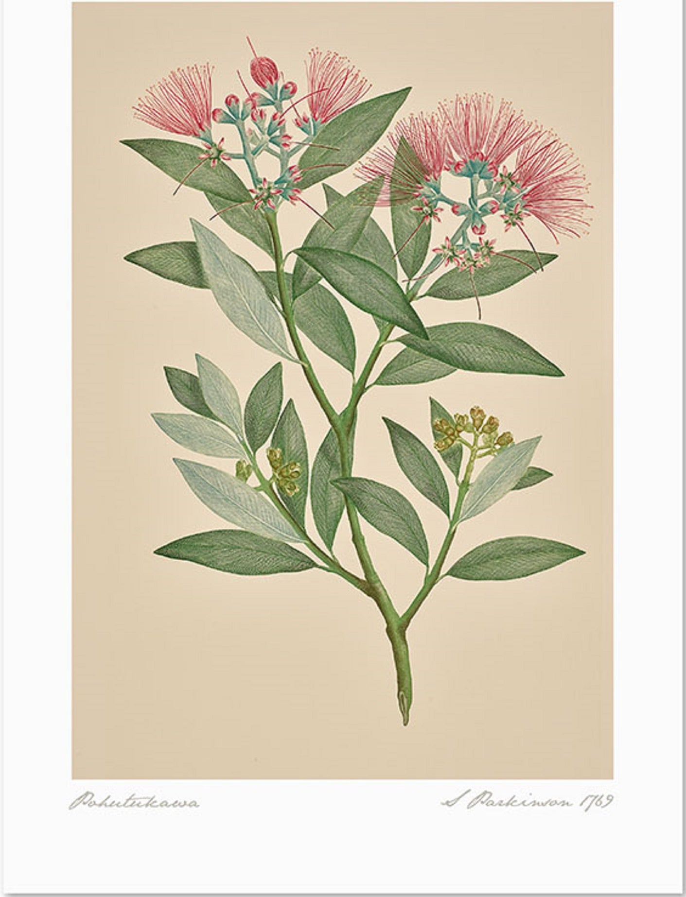 A3 Vintage Botanical Pohutukawa Print