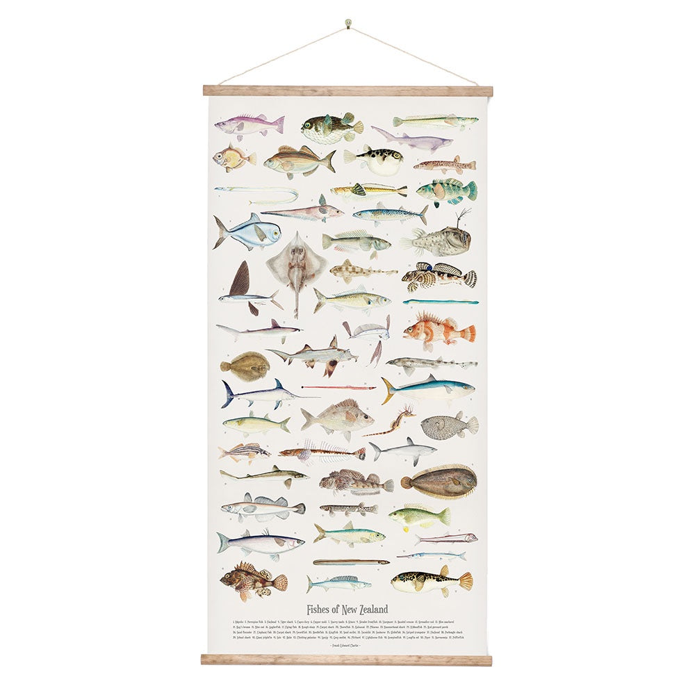 Fish of NZ Canvas Wall Chart