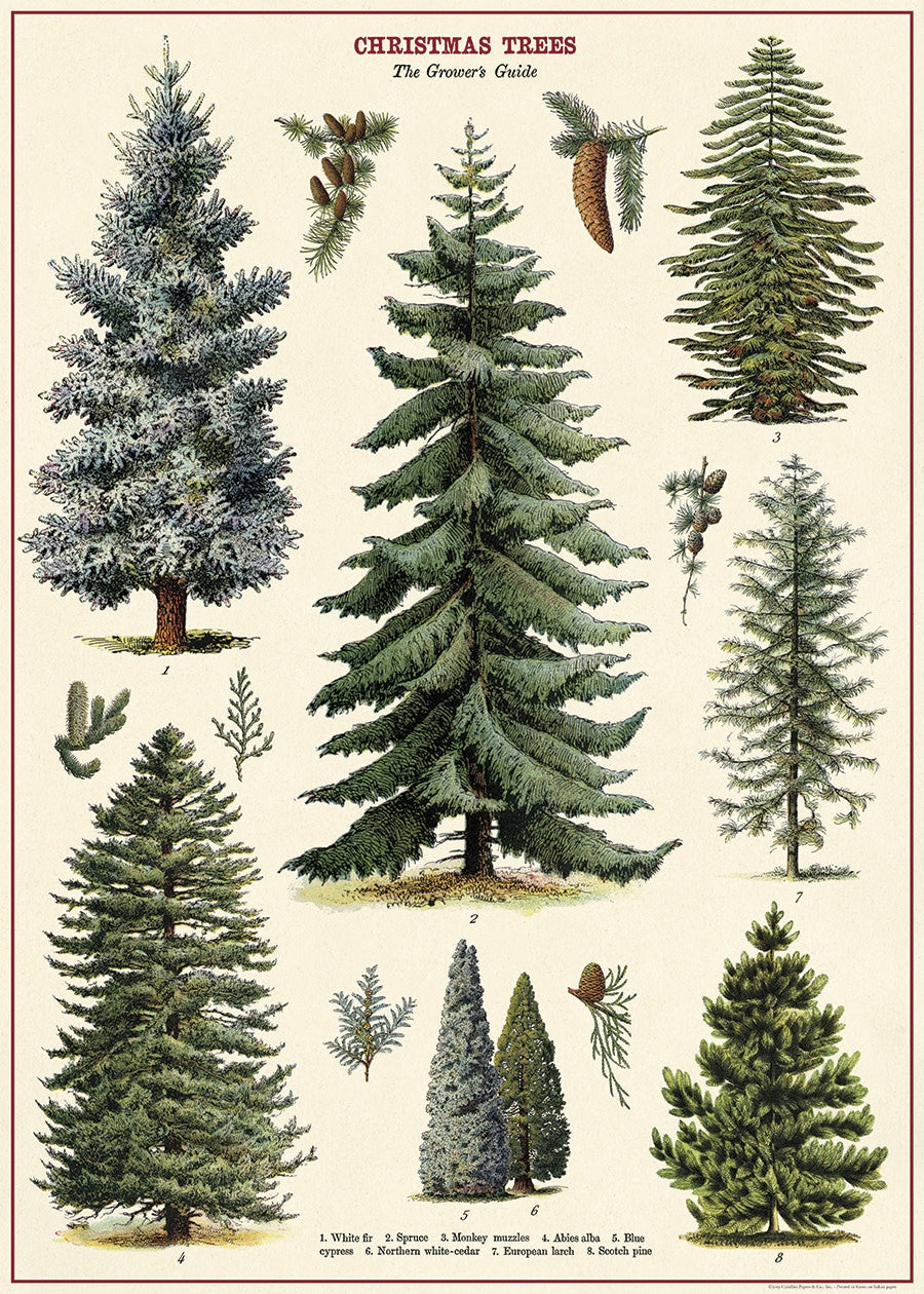 Poster or Gift Wrap - Christmas Trees