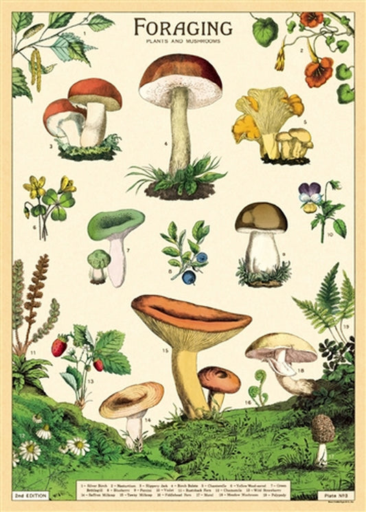 Poster or Gift Wrap Foraging Plants & Mushrooms